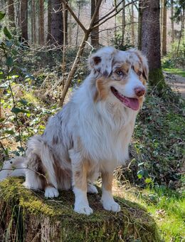 Mini Australian Shepherd (fast 5 Jahre alt) sucht neues liebevolles Zuhause. - Ingolstadt