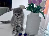 BKH Kitten - Göppingen