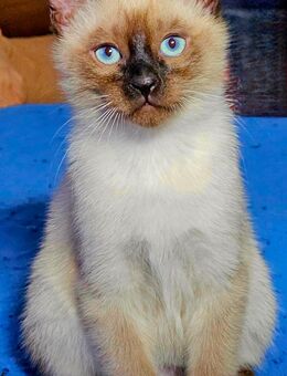 Siam Kitten 2 Kater abzugeben - Remscheid