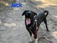 Jack sucht ein Zuhause - Elsenfeld