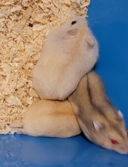 Hamster Nachwuchs - Grünhain-Beierfeld Grünhain