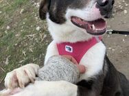 Gaby - sucht ein liebevolles Zuhause - Blankenheim (Nordrhein-Westfalen)