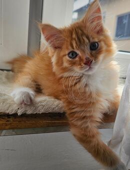 Zauberhafte Maine Coon Kitten suchen ein liebevolles Zuhause 🐾 - Weißenthurm Zentrum