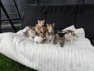 bezaubernde Baby-Kitten suchen ein liebevolles Zuhause - Florstadt