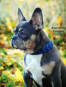 Wunderschöne französische Bulldogge ab Mitte September abzugeben in 95701