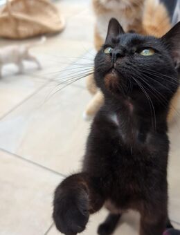Zwei Katzen Mädchen 2023 und 2024 geboren - Wardenburg