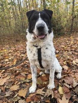 Bandit - wartet in Köln auf sein Zuhause - Köln