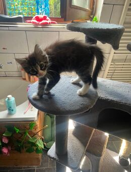 Kitten sucht ein Zuhause - Gladbeck