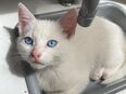 Weißes kitten in 50171