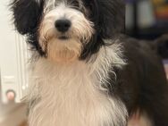 Mini Medium Aussiedoodle Welpen ähnlich Labradoodle Goldendoodle suchen tolle Familien - Nümbrecht