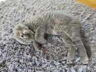 Zwei Britisch Kurzhaar Kitten grau (weiblich) abzugeben (abgabebereit ab 03.07.2024) - Bad Camberg