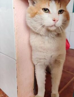 Freundlicher Kuschelkater Dolar - Karlsruhe