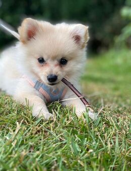 Pomeranian Zwergspitz Weibchen 4 Monate jung - Hannover