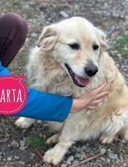 Marta die tollste Seele - Flörsheim-Dalsheim