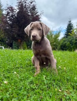 Reinrassiger Labrador Welpe Silber - Glauchau