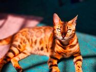 Bengal Katze weiblich 1,5 Jahre alt - Bonn