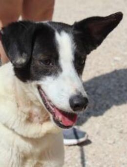 Sanfte Cantalar - ganz Ohr für Sie - Jade