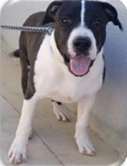 TYSON - irrte alleine umher...... - Kempen