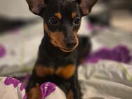 Deutsche Zwerg Pinscher - Herne Eickel