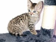 Bengal Mix kitten Babykatzen - Cham