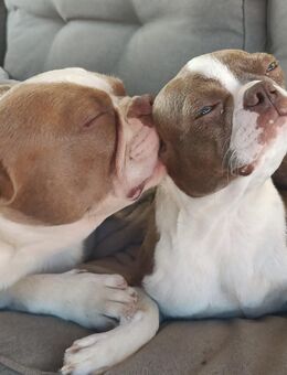 Boston Terrier Welpen mit längerer Nase - Angern