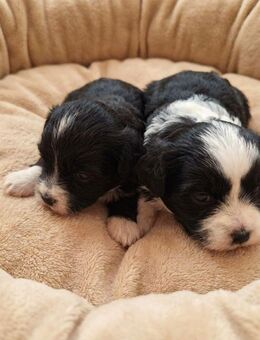 Malshi Welpen – 2 Rüden schwarz-weiß – geboren am 22.11.2025 - Köln