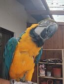 Gelbbrustara männlich in 63937