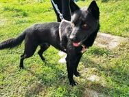 Hübscher Schäferhund Mix, Rüde, 5 Jahre - Kappeln (Schleswig-Holstein)