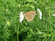 Gelbe Skabiose (Scabiosa ochroleuca) - Horgenzell