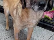 SHANIA - 43 cm, schüchtern, ruhig - Weilheim (Oberbayern)