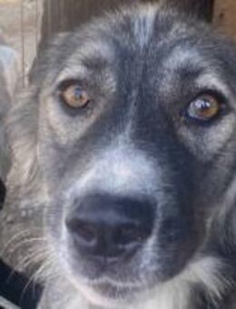 Jayden ist ein ganz lieber Rüde 🐾 - Elsdorf (Nordrhein-Westfalen)
