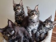 XXL Maine Coon Kitten Reinrassig - Bous