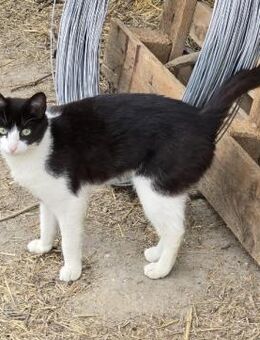 Amandina sucht dringend - Kallmünz