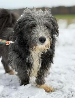 Piko klein, fröhlich und voller Liebe! - Salzwedel (Hansestadt) Zentrum