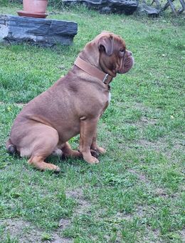 Old englische Bulldogge - Edertal