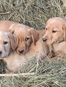 Labrador Welpen - Burow