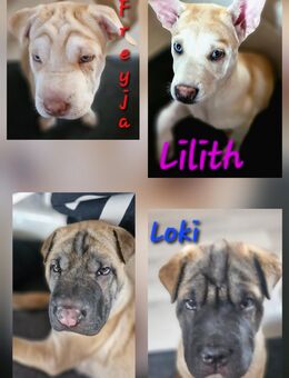 Shar-Pei-Husky-Mix Welpen - Bretzfeld