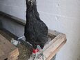 Ayam Cemani jung Hahn in 83355