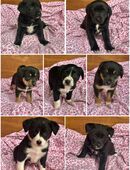 Welpen suchen liebevolles Zuhause! in 91315