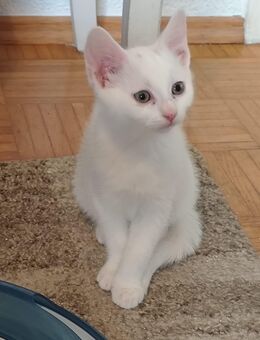 Zuckersüße Katzenbabys Kitten - Südlohn