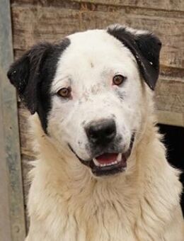 Ronny, geb. ca. 09/2022, Griechenland - Markdorf