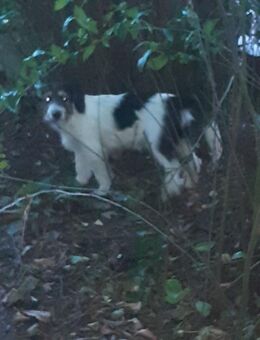 Kleinbleibende Mischlingshunde Jack Russel Terrier Mix - Thuine