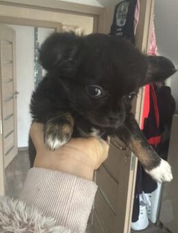 Chihuahua-Welpen suchen liebevolles Zuhause! - Meersburg