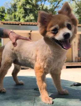 Poma kleine Pomeranian-Maus sucht auf diesem Weg ein liebevolles und geduldiges Zuhause bei der sie noch einmal ganz von vorne anfangen kann..... - Hünfelden