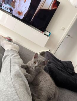 Britisch Kurzhaar Katze - Saarlouis Zentrum