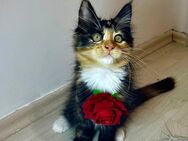 💫 Zauberhafte Main Coon Mix Kitten mit Stammbaum – bereit für ein liebevolles Zuhause 💫 - Grafenwöhr