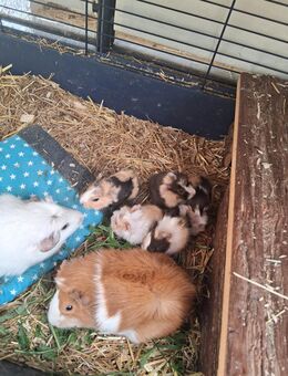 Meerschweinbabys in liebevolle Hände abzugeben - Dresden