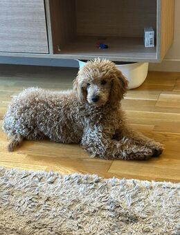 Rote mini Toy Pudel - Rodgau Zentrum