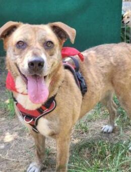 ANDA, eher ruhig, anhänglich, verschmust - Alfeld