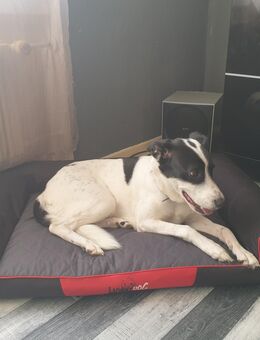Border Collie Mix Hündin 9 Jahre - Moers